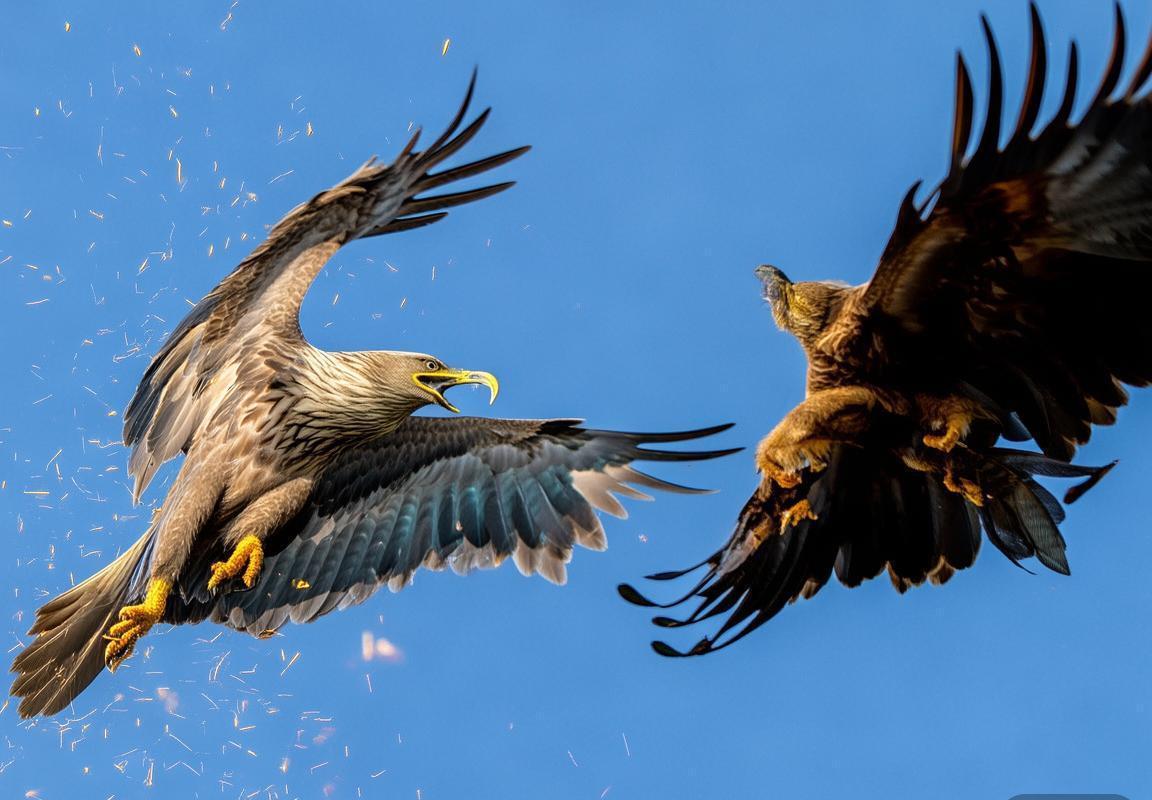 NBA焦点战：老鹰黄蜂巅峰对决战报及解析(图2)